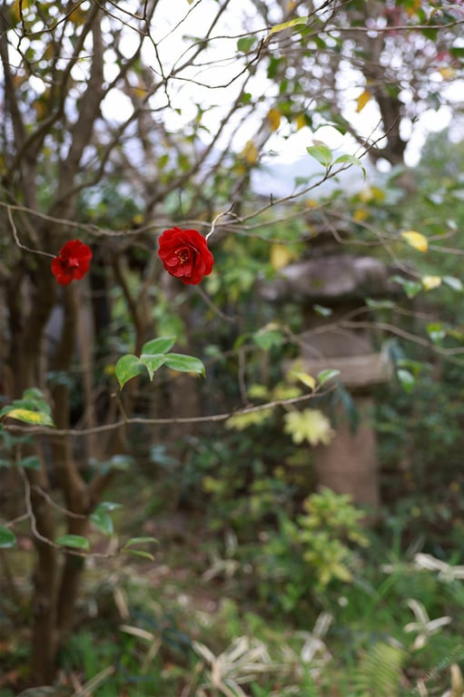 图片[109]-#新藤爱美 蛊惑 vol.2 全未公开100张超完全版 意外的首次胸部解禁！FRIDAY数字写真集 - 全本免费在线观看-阅图吧