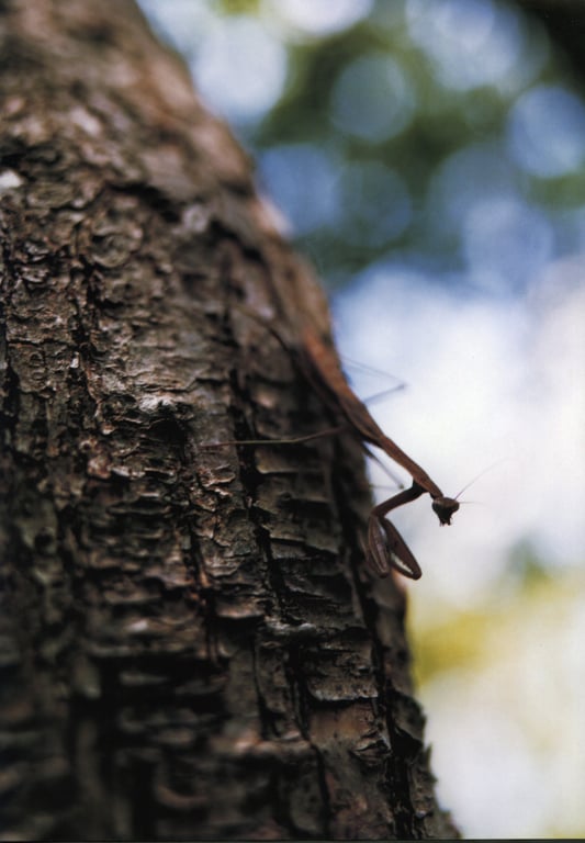 图片[30]-#(月刊シリーズ 072) – 月刊072 浅见丽娜 - 全本免费在线观看-阅图吧