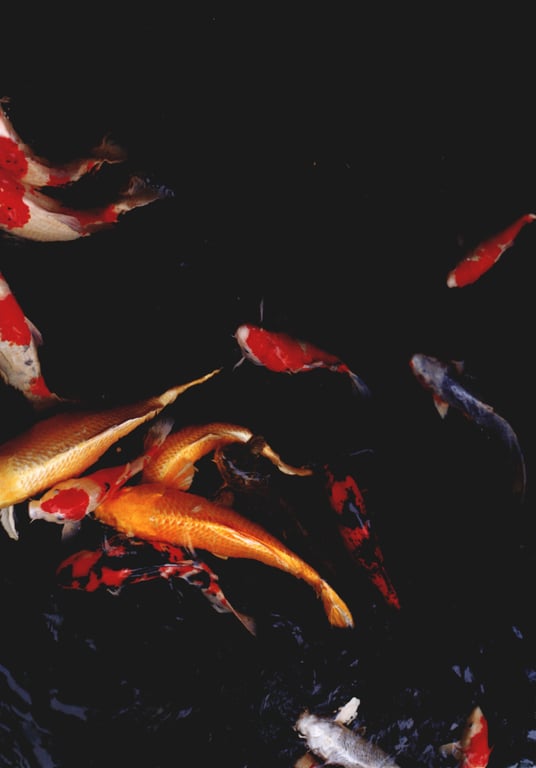 图片[116]-#(月刊シリーズ 057) – 月刊057 佐藤珠绪Special - 全本免费在线观看-阅图吧