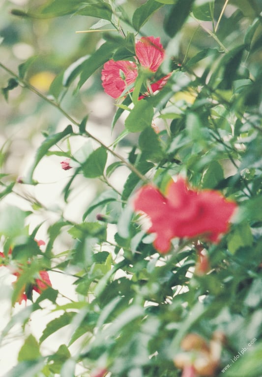 图片[103]-#武井咲 写真集 风中的少女 - 全本免费在线观看-阅图吧