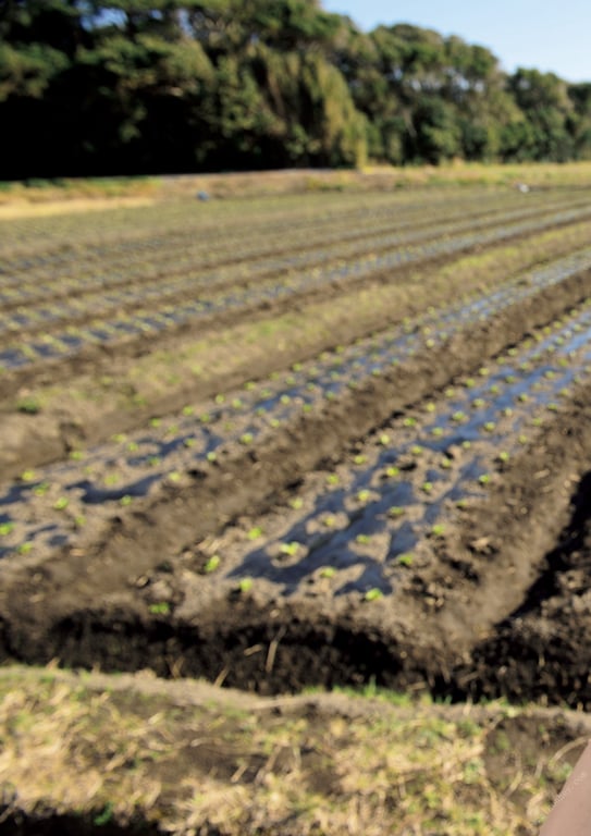 图片[36]-#辻本杏ファースト写真集『杏』 - 全本免费在线观看-阅图吧