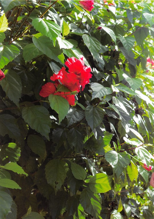 图片[130]-#Yuria Kizaki – Peace (HQ) - 全本免费在线观看-阅图吧