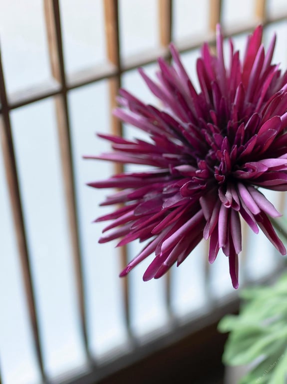 图片[207]-#七菜乃 裸体写真集『 Dream 』 - 全本免费在线观看-阅图吧