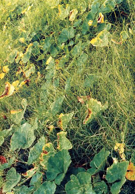 图片[61]-#(月刊系列 064) – 月刊064 宫地真绪 - 全本免费在线观看-阅图吧