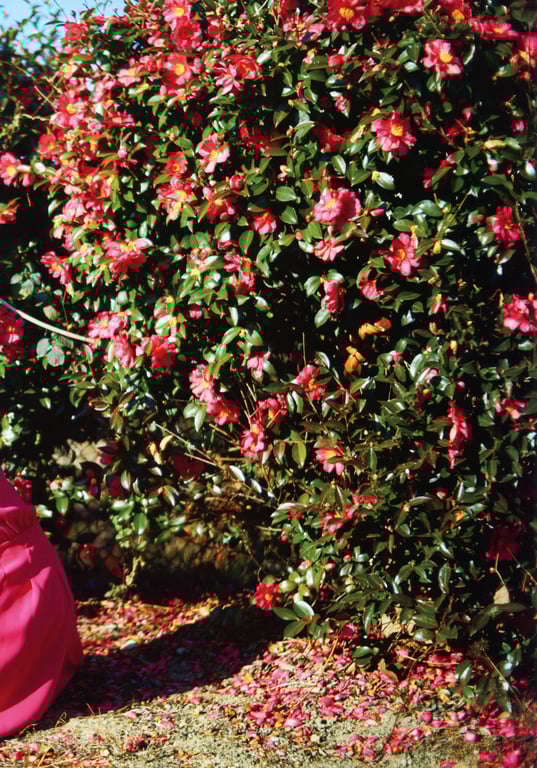 图片[56]-武藤彩未ファースト写真集『最初で最後』 - 在线免费观看-阅图吧