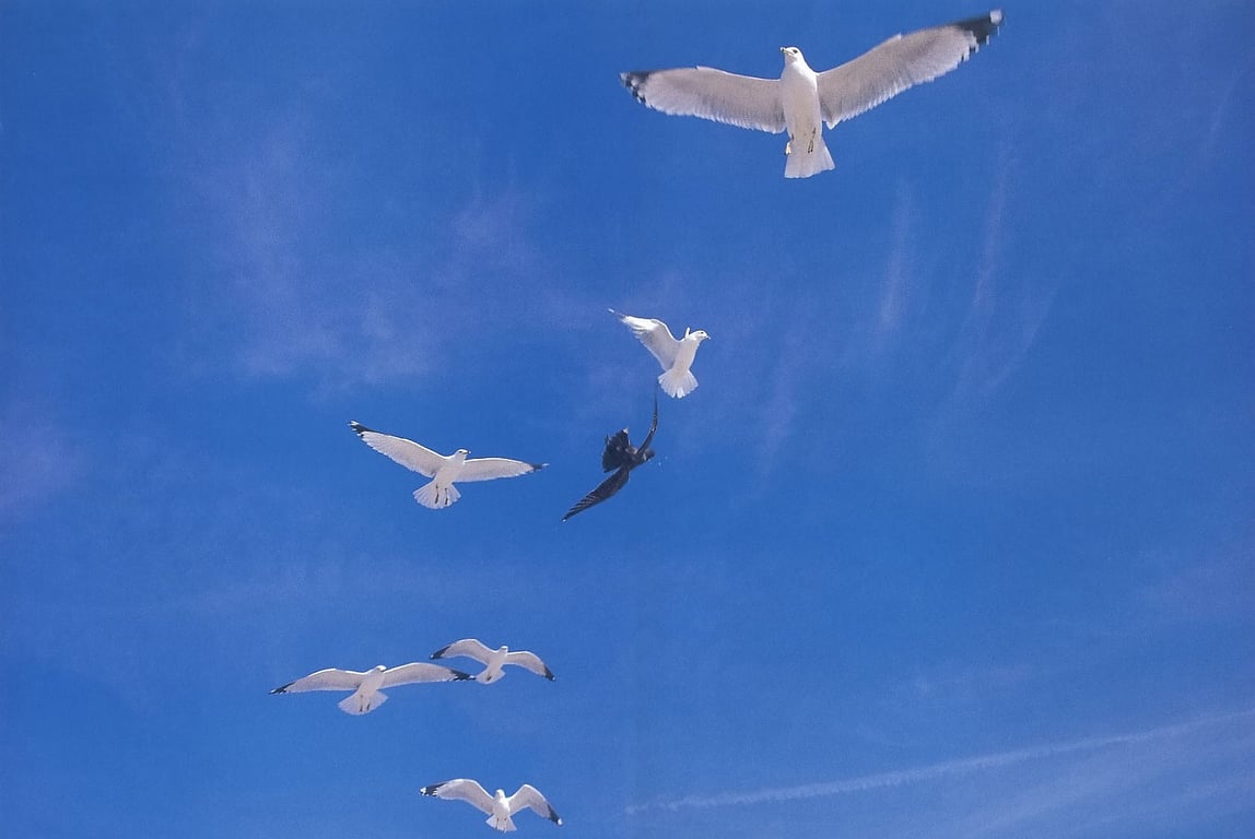 图片[114]-#佐藤宽子 – Peek a Boo! (ringo_scan) - 全本免费在线观看-阅图吧