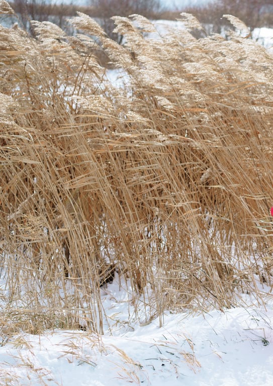 图片[45]-市川美织2nd写真集 果汁29% - 在线免费观看-阅图吧