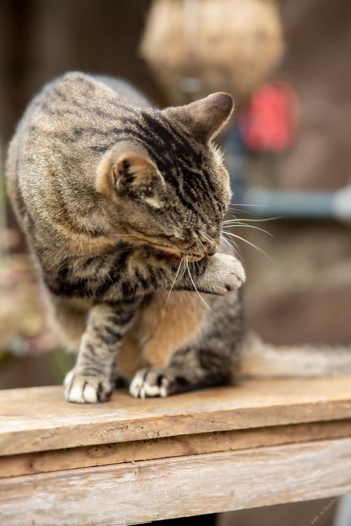 图片[24]-#のんきぶん【ヘアヌード写真集】 PRESTIGE DIGITAL BOOK SERIES - 全本免费在线观看-阅图吧