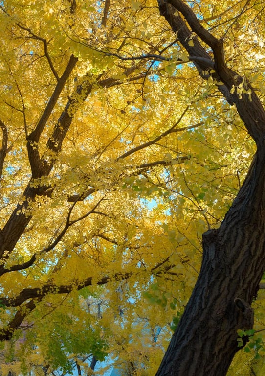 图片[41]-#INORI 花宫祈 1st e-book (Wunder_Publishing_House.) - 全本免费在线观看-阅图吧