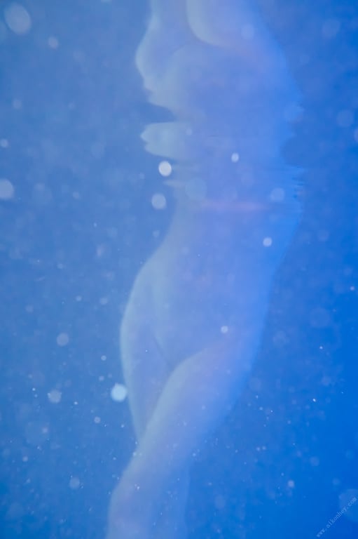 图片[77]-#Kyouka 京佳 – ESTRELLA (2022-03-04) - 全本免费在线观看-阅图吧