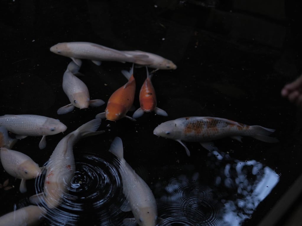 图片[9]-範田紗紗「女人」週刊ポストデジタル写真集 - 在线免费观看-阅图吧