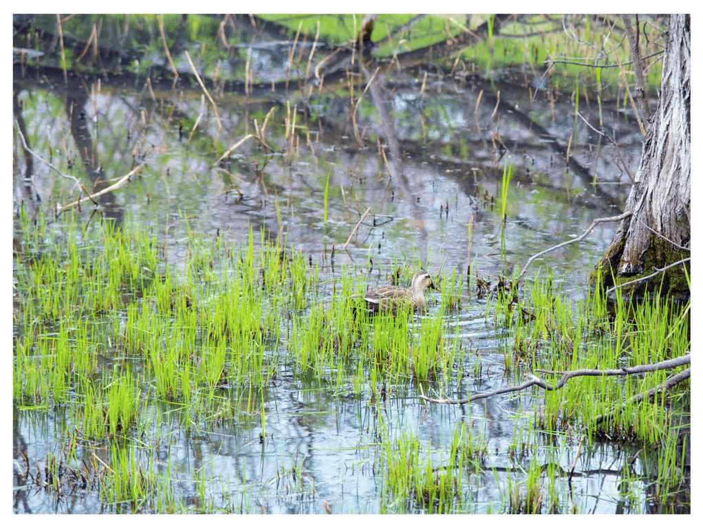 图片[11]-エモーショナルシチュエーション Vol.2【四季編】仓本菫 凉森玲梦 枢木葵 木下日葵 - 在线免费观看-阅图吧