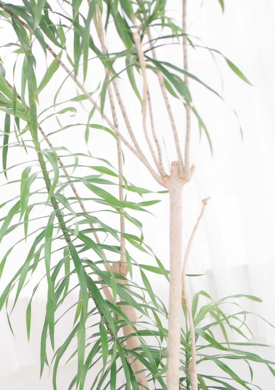 图片[43]-#Riri Nanatsumori 七森莉莉 – Count sheep Sleep (2021-06-14) - 全本免费在线观看-阅图吧