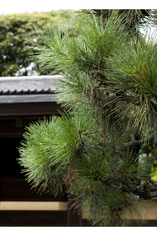 图片[2]-妃ひかり 开放式淋浴写真集 光照射的方向 - 在线免费观看-阅图吧