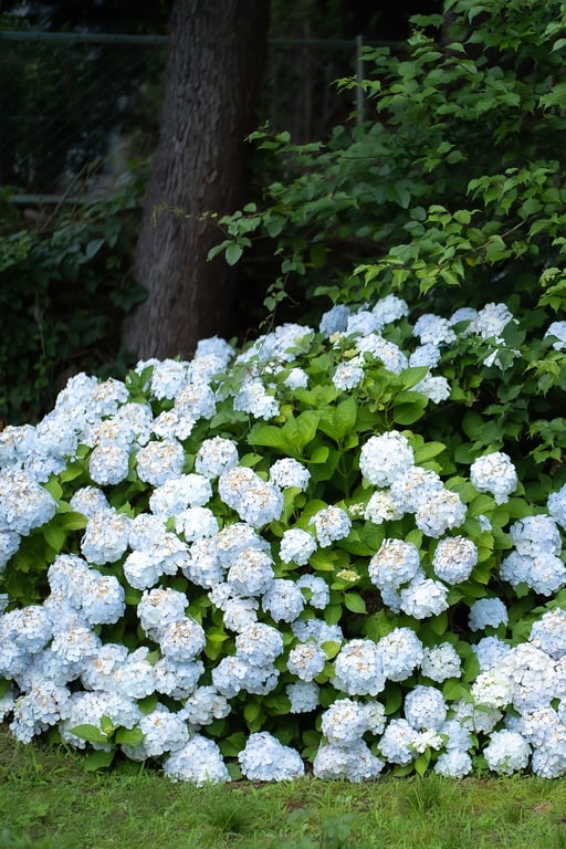 图片[25]-#Mami Nagase 长濑麻美 – My MAMI 我的麻美 (2021-09-24) - 全本免费在线观看-阅图吧