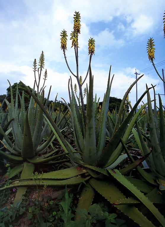 图片[90]-#Misako Yasuda 安田美沙子 – tiara (2004-07-05) - 全本免费在线观看-阅图吧