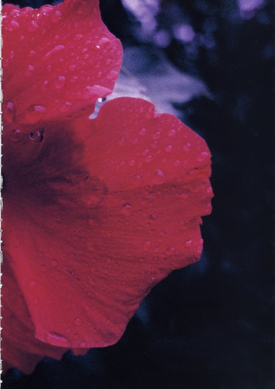 图片[183]-#釈由美子 – CHAOS - 全本免费在线观看-阅图吧