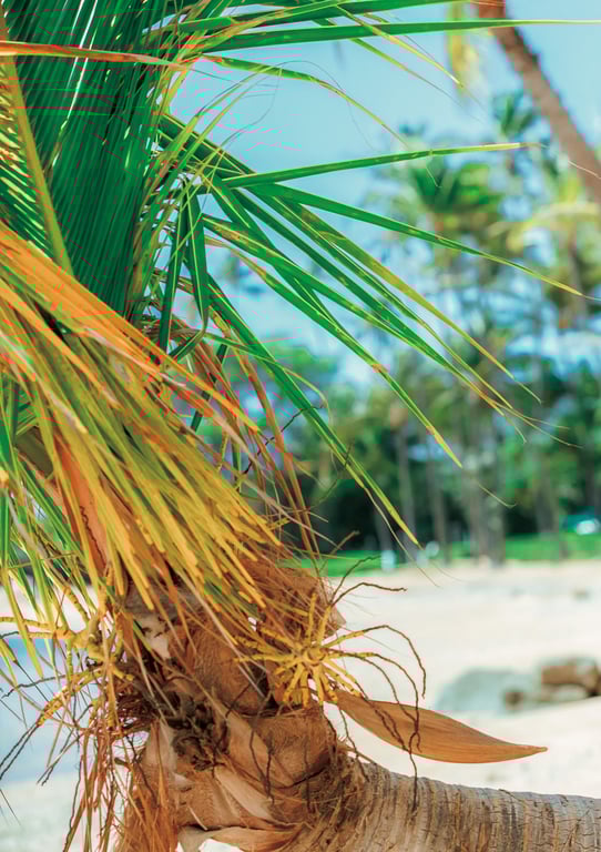 图片[19]-#Manami Hashimoto 橋本愛美的抱きしめて in Hawaii 2020.01.17 - 全本免费在线观看-阅图吧