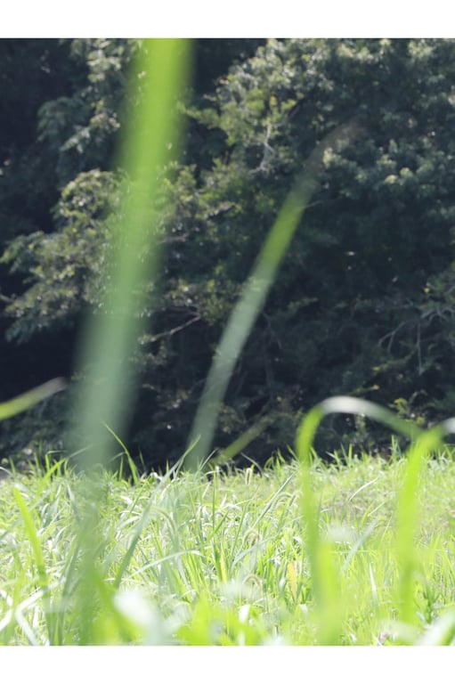 图片[2]-#Chiaki Hiratsuka 平塚千瑛 – Bush of love 爱之茂丛 (2019-09-20) - 全本免费在线观看-阅图吧