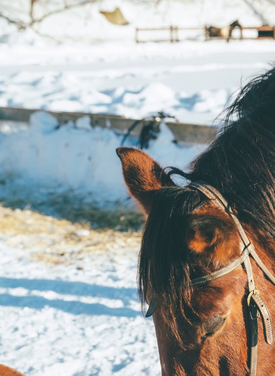 图片[14]-#松下玲绪菜2nd写真集 in the seasons - 全本免费在线观看-阅图吧