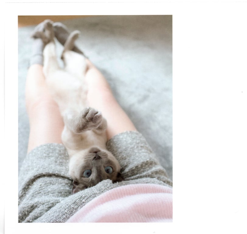 图片[42]-#青山裕企 Photobook 26sets\【青山裕企】猫与大腿 - 全本免费在线观看-阅图吧