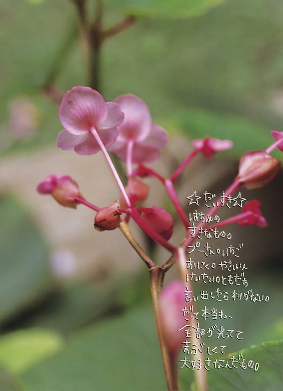 图片[72]-#松嶋初音 – 初世界 (2004.11.25) - 全本免费在线观看-阅图吧