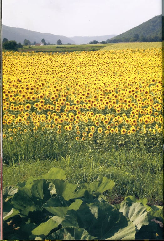 图片[24]-#Risako Sugaya 菅谷梨沙子 – 梨想 - 全本免费在线观看-阅图吧