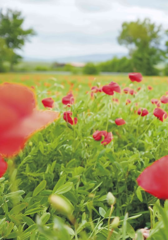 图片[43]-#新木优子 2nd写真集 honey Low Qulity - 全本免费在线观看-阅图吧