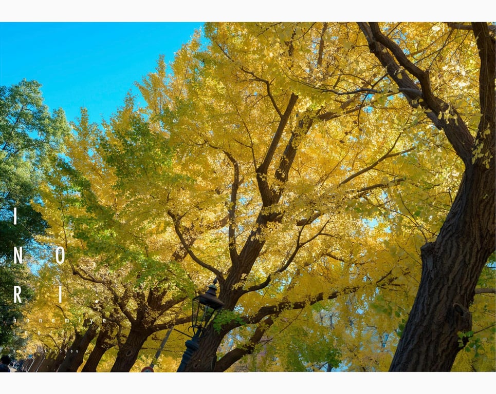 图片[4]-#花宮いのり INORI 1st e-book - 全本免费在线观看-阅图吧