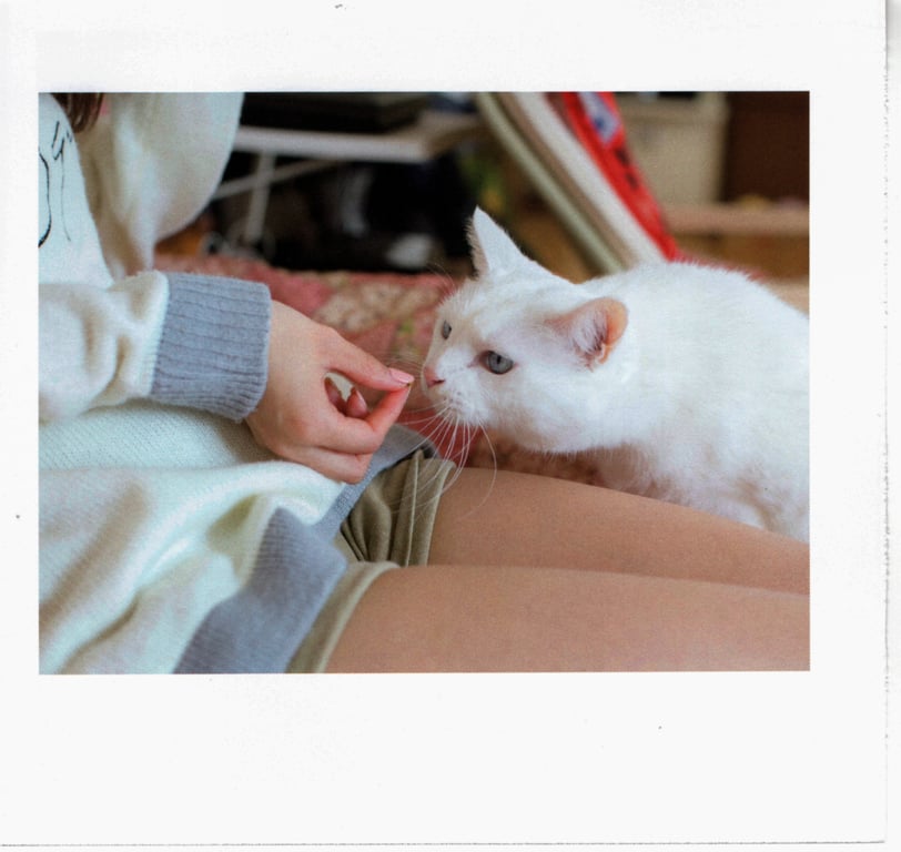 图片[62]-#青山裕企 Photobook 26sets\【青山裕企】猫与大腿 - 全本免费在线观看-阅图吧