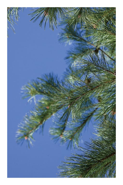 图片[103]-#EMILY – The clear season 澄澈的季节 (2022-07-08) - 全本免费在线观看-阅图吧