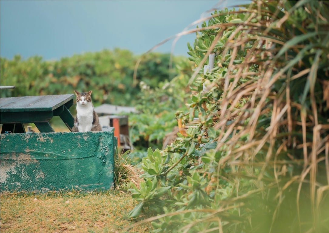 图片[51]-#天川星夏 写真集 希望你注视着我 (wunder publishing house) - 全本免费在线观看-阅图吧