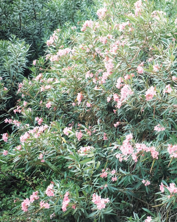 图片[72]-#山口真帆1st写真集 present - 全本免费在线观看-阅图吧