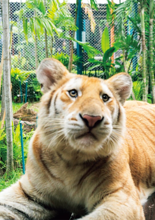 图片[70]-【電子版限定45ページ増】都丸紗也華 4th写真集 10 - 在线免费观看-阅图吧