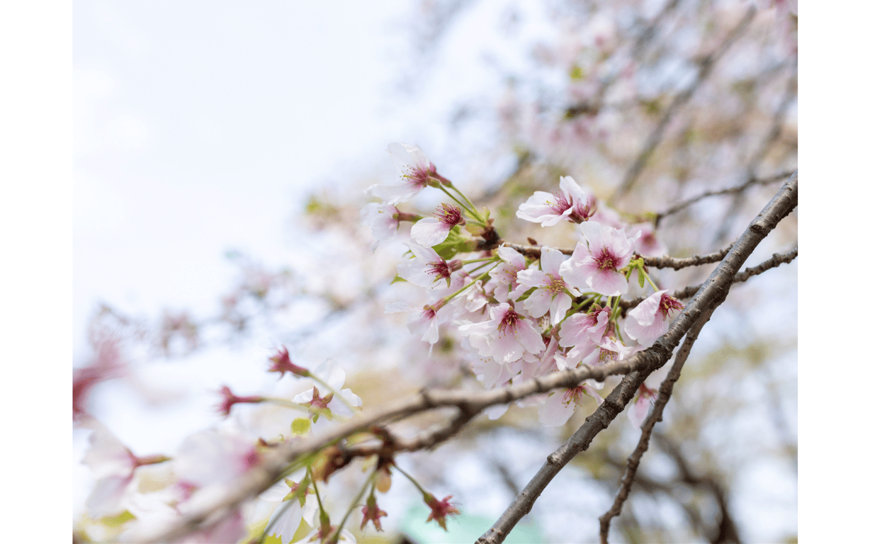 图片[2]-#望月彩香 グラビア写真集 ことの始まり - 全本免费在线观看-阅图吧