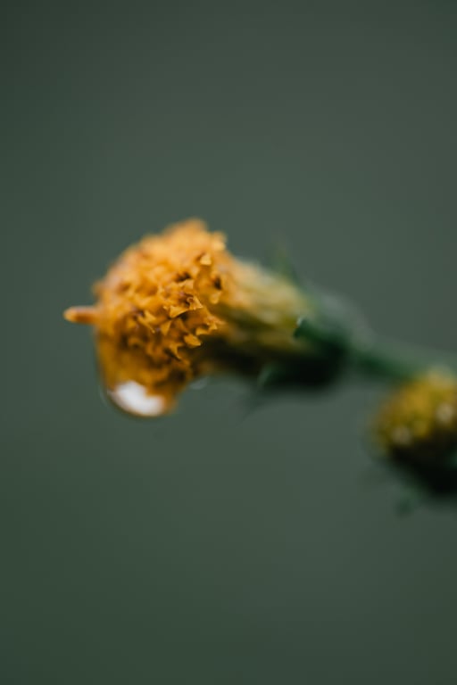 图片[40]-けん研🧪 (剑剑) 女忍者忍法色诱之术DL写真集 - 在线免费观看-阅图吧