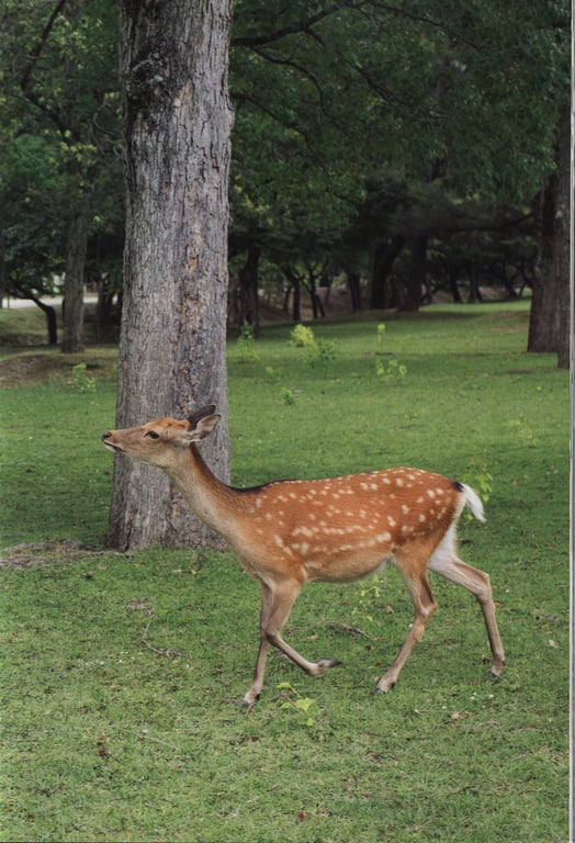 图片[30]-#鞘師里保 写真集 太阳 (Photobook+DVD付き) - 全本免费在线观看-阅图吧