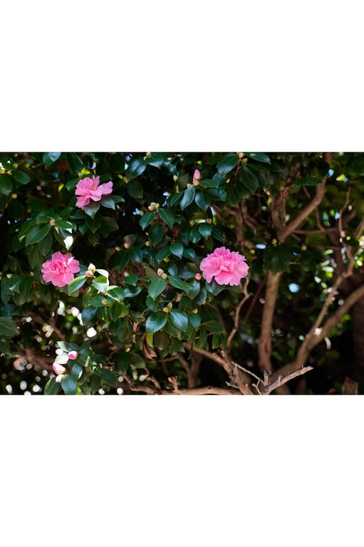 图片[4]-#Nishi Tsubasa 西翼 – First Nude Live Delivery Weekly Post 初裸体直播 週刊邮报数字版 (2020.11.27) - 全本免费在线观看-阅图吧