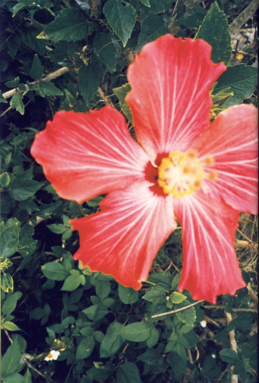 图片[68]-#Maimi Yajima 矢岛舞美 1st Photobook – Maimi 舞美 (2007-04-25) - 全本免费在线观看-阅图吧