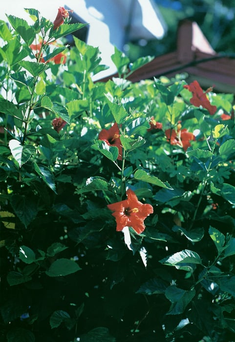 图片[22]-#Ayaka Kimura 木村绚香 – AYAKA - 全本免费在线观看-阅图吧