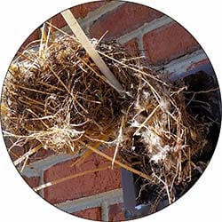 Bird nest removal and cleanup.