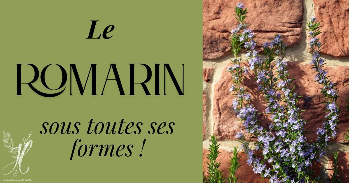Le romarin sous toutes ses formes !