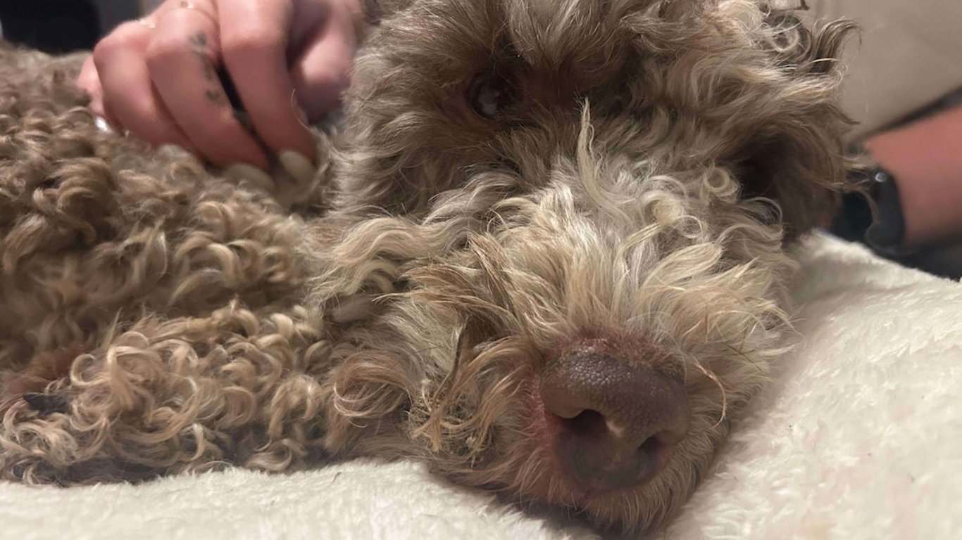 La comunidad se une para rescatar al caniche mestizo Lyle después de 27 días de incertidumbre.