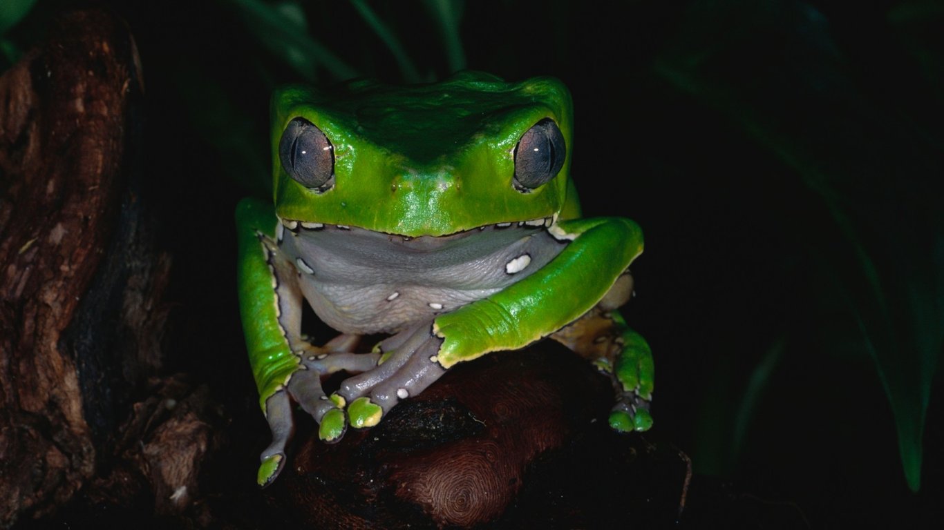 Muerte trágica de Marcela Alcázar Rodríguez genera alarmas sobre la seguridad del ritual Kambo.