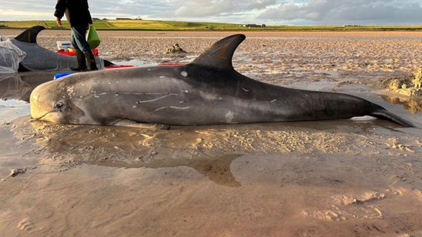 La comunidad de Orkney se une para rescatar delfines Risso varados, mostrando compasión.