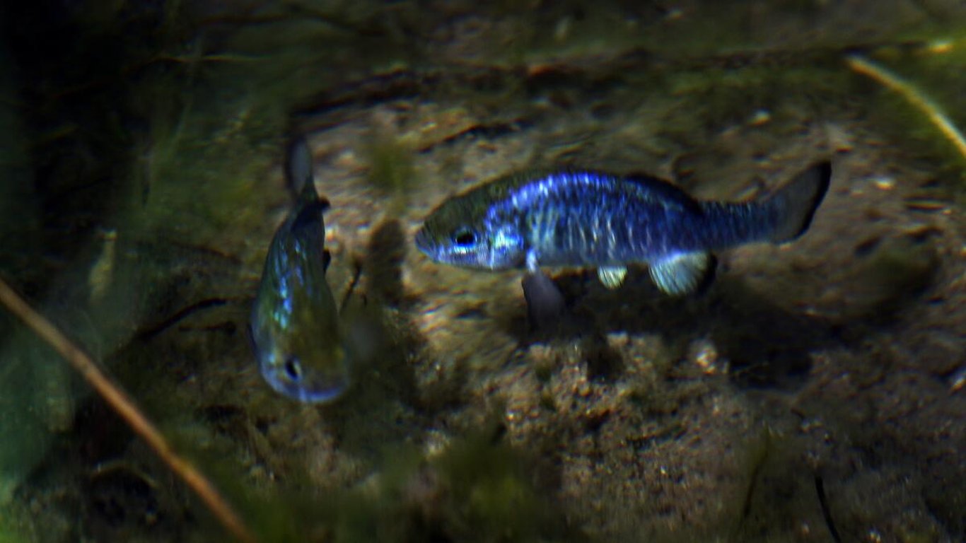 Devils Hole Pupfish Spawn in Response to Quake, Showcasing Nature's Resilience