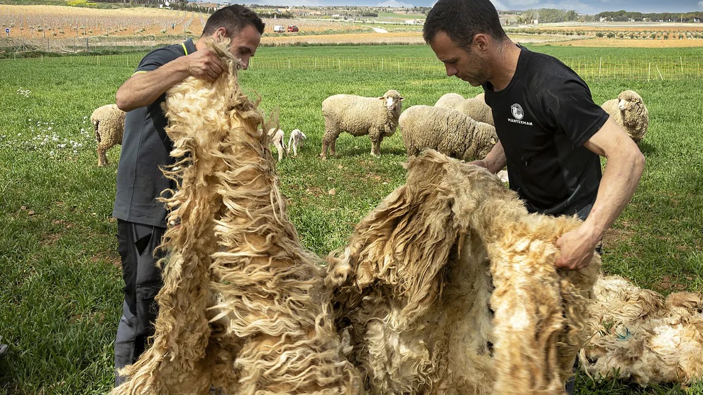 Wooldreamers: the revolution of sustainable and traditional wool