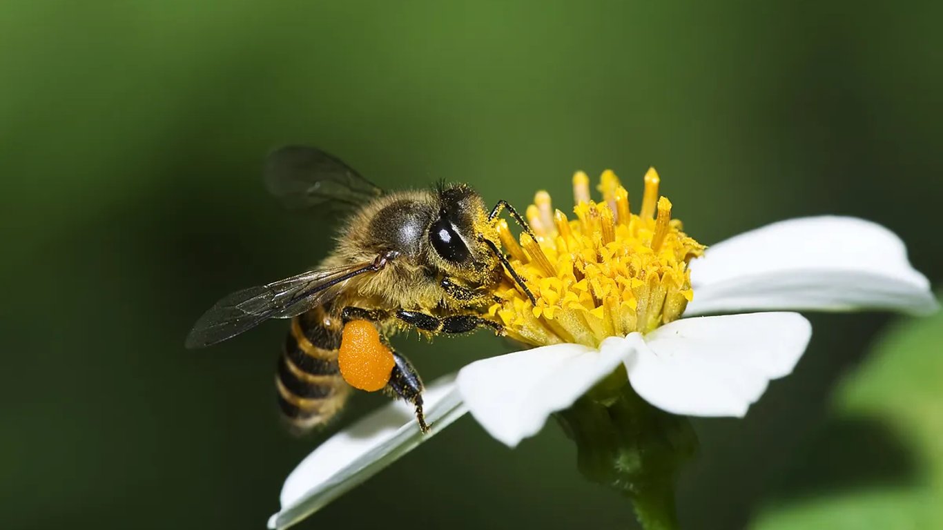 Abejas: guardianas de la biodiversidad y clave para la economía agrícola española
