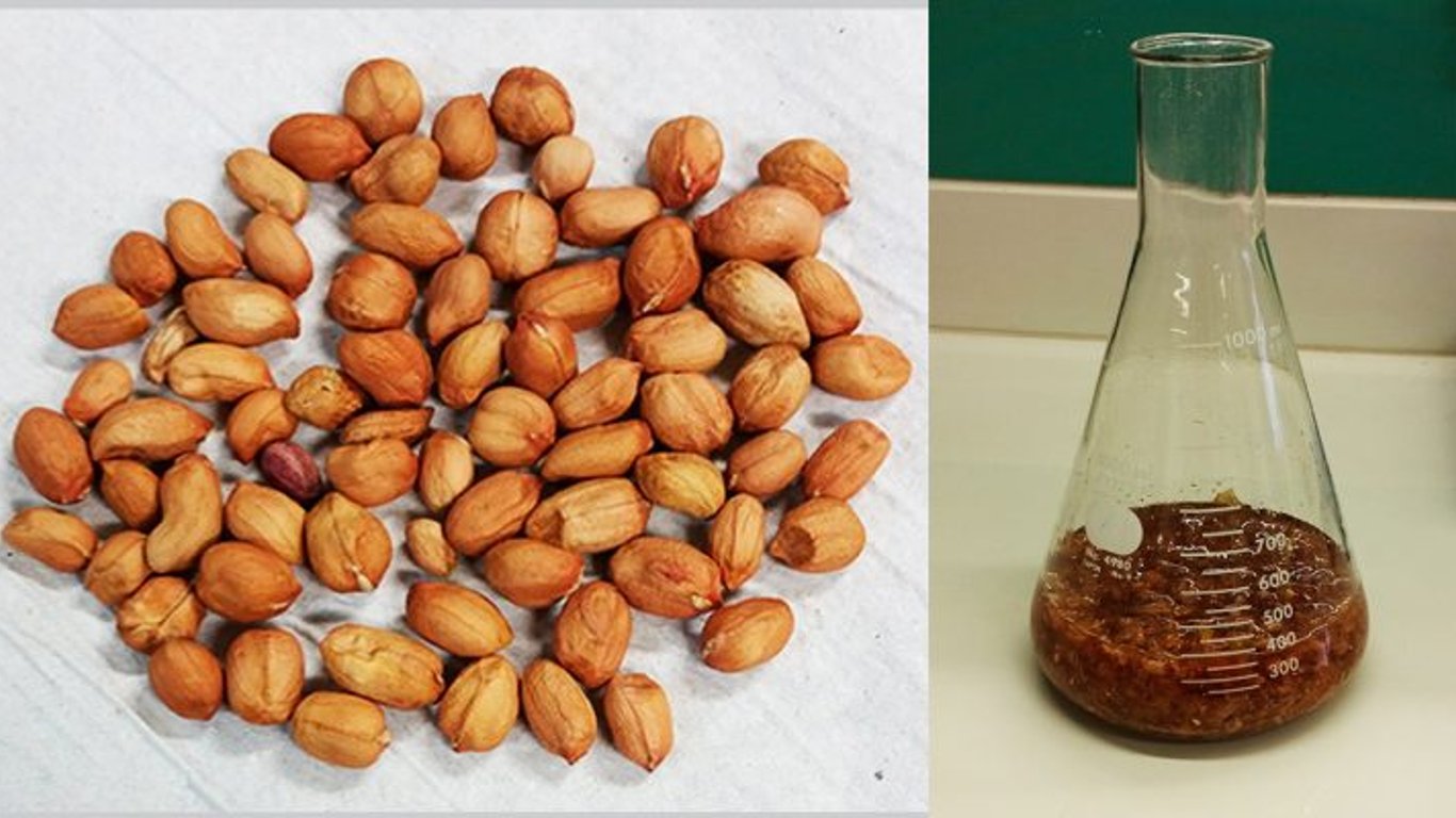 Argentinian researchers discover peanut extract as a possible treatment for dengue.