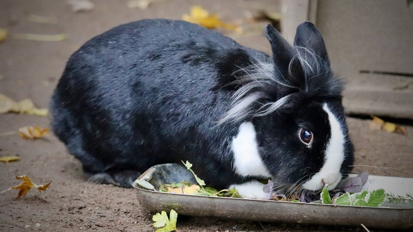 Amanda Kloots lanza Proper Supplements para hacer que el bienestar sea fácil y placentero.